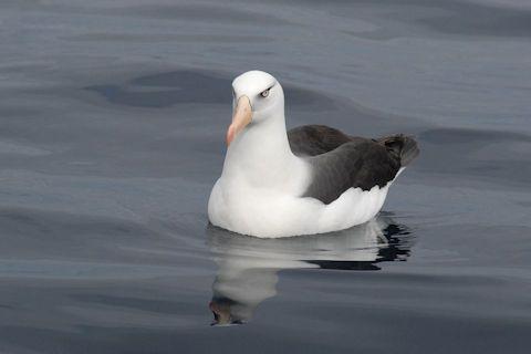 Black-browed Albatross (Thalassarche melanophris)